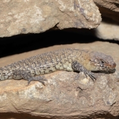 Egernia cunninghami (Cunningham's Skink) at Hackett, ACT - 16 Feb 2020 by TimL