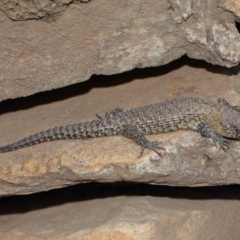 Egernia cunninghami at Hackett, ACT - 16 Feb 2020