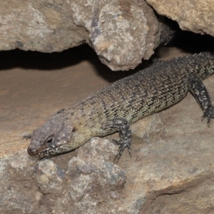 Egernia cunninghami at Hackett, ACT - 16 Feb 2020