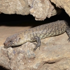 Egernia cunninghami at Hackett, ACT - 16 Feb 2020