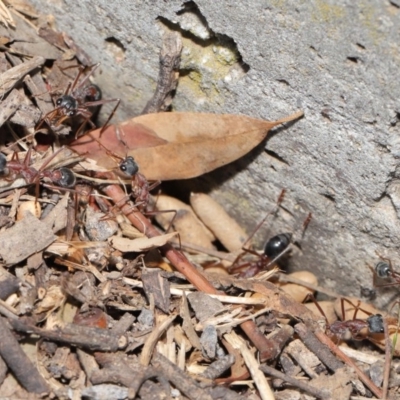 Myrmecia nigriceps (Black-headed bull ant) at Hackett, ACT - 16 Feb 2020 by TimL