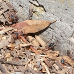 Myrmecia nigriceps at Hackett, ACT - 16 Feb 2020