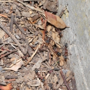 Myrmecia nigriceps at Hackett, ACT - 16 Feb 2020