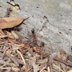 Myrmecia nigriceps at Hackett, ACT - 16 Feb 2020