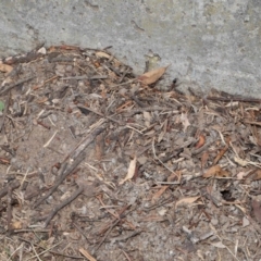 Myrmecia nigriceps at Hackett, ACT - 16 Feb 2020