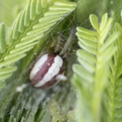 Deliochus zelivira (Messy Leaf Curling Spider) at Hawker, ACT - 14 Feb 2020 by AlisonMilton