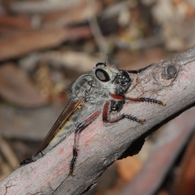 Promachus sp. (genus) (A robber fly) at Mount Majura - 15 Feb 2020 by TimL