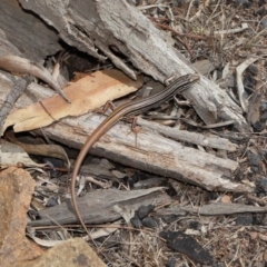 Ctenotus taeniolatus (Copper-tailed Skink) at Mt Majura Mini Summit - 16 Feb 2020 by TimL