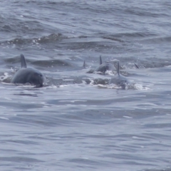 Tursiops truncatus (Bottlenose Dolphin) at Tathra, NSW - 15 Feb 2020 by MatthewHiggins