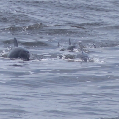 Tursiops truncatus (Bottlenose Dolphin) at Tathra, NSW - 14 Feb 2020 by MatthewHiggins