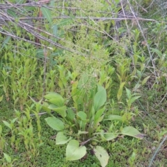 Alisma plantago-aquatica (Water Plantain) at Tharwa, ACT - 19 Dec 2019 by michaelb