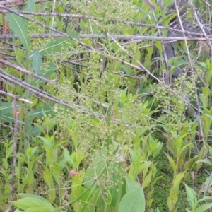 Alisma plantago-aquatica at Tharwa, ACT - 19 Dec 2019 08:37 PM