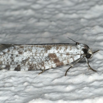 Conoeca guildingi (A case moth) at Ainslie, ACT - 14 Feb 2020 by jb2602