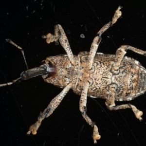 Orthorhinus cylindrirostris at Ainslie, ACT - 14 Feb 2020