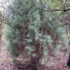 Callitris oblonga subsp. corangensis (Pygmy Cypress Pine) at Mongarlowe, NSW - 16 Feb 2020 by LisaH
