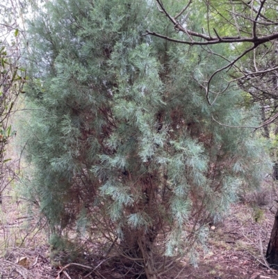 Callitris oblonga subsp. corangensis (Pygmy Cypress Pine) at Mongarlowe, NSW - 16 Feb 2020 by LisaH