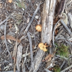 Lentinus arcularius (Fringed Polypore) at Hughes, ACT - 17 Feb 2020 by jennyt