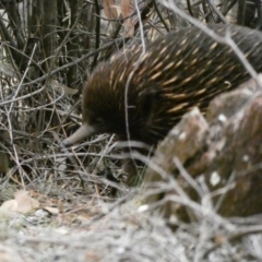 Tachyglossus aculeatus (Short-beaked Echidna) at Red Hill Nature Reserve - 14 Feb 2020 by Ct1000