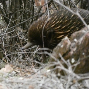 Tachyglossus aculeatus at Red Hill, ACT - 14 Feb 2020 05:27 PM