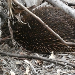 Tachyglossus aculeatus at Red Hill, ACT - 14 Feb 2020 05:27 PM