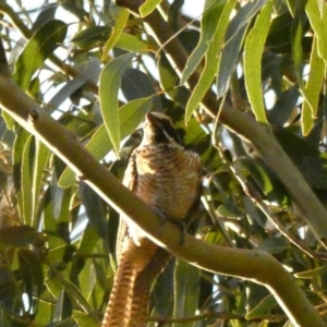 Eudynamys orientalis at Hughes, ACT - 14 Feb 2020