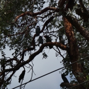 Callocephalon fimbriatum at Hughes, ACT - 17 Feb 2020