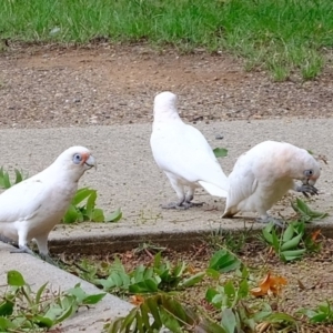 Cacatua sanguinea at Florey, ACT - 17 Feb 2020