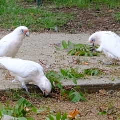 Cacatua sanguinea at Florey, ACT - 17 Feb 2020