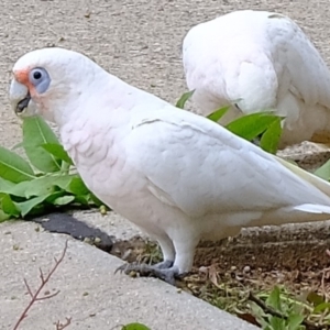 Cacatua sanguinea at Florey, ACT - 17 Feb 2020