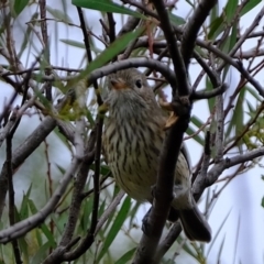 Pachycephala rufiventris (Rufous Whistler) at Melba, ACT - 16 Feb 2020 by Kurt