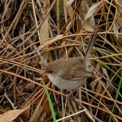 Malurus cyaneus (Superb Fairywren) at Melba, ACT - 17 Feb 2020 by Kurt