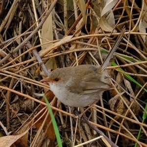 Malurus cyaneus at Melba, ACT - 17 Feb 2020