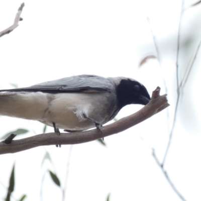 Coracina novaehollandiae (Black-faced Cuckooshrike) at Hughes, ACT - 17 Feb 2020 by Ct1000