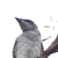 Coracina novaehollandiae at Hughes, ACT - 17 Feb 2020