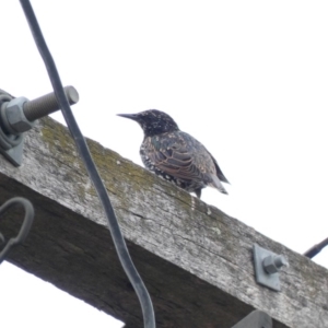 Sturnus vulgaris at Hughes, ACT - 17 Feb 2020 12:44 PM