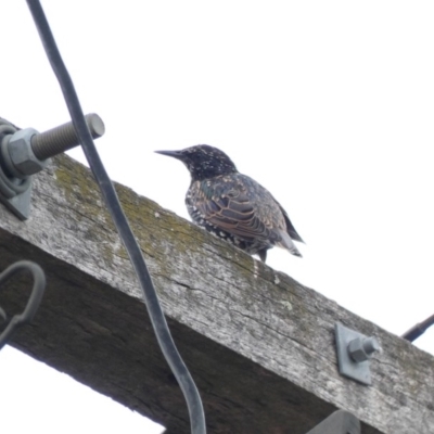 Sturnus vulgaris (Common Starling) at Hughes, ACT - 17 Feb 2020 by Ct1000