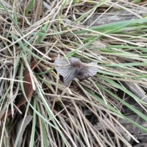 Coprinellus etc. at Hughes, ACT - 17 Feb 2020