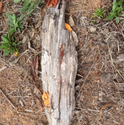 Trametes (old Pycnoporus sp.) (Scarlet Bracket) at Hughes, ACT - 17 Feb 2020 by jennyt