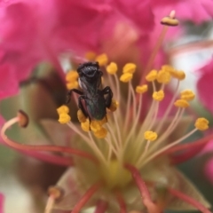 Apiformes (informal group) (Unidentified bee) at Yarralumla, ACT - 17 Feb 2020 by PeterA