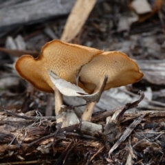 Lentinus arcularius (Fringed Polypore) at Hughes, ACT - 17 Feb 2020 by jennyt