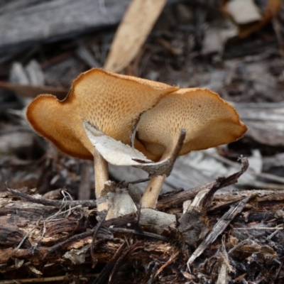 Lentinus arcularius (Fringed Polypore) at Hughes, ACT - 16 Feb 2020 by jennyt