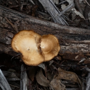 Lentinus arcularius at Hughes, ACT - 17 Feb 2020