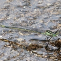 Ischnura heterosticta (Common Bluetail Damselfly) at Majura, ACT - 16 Feb 2020 by jb2602