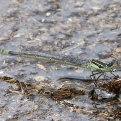 Ischnura heterosticta (Common Bluetail Damselfly) at Majura, ACT - 16 Feb 2020 by jbromilow50