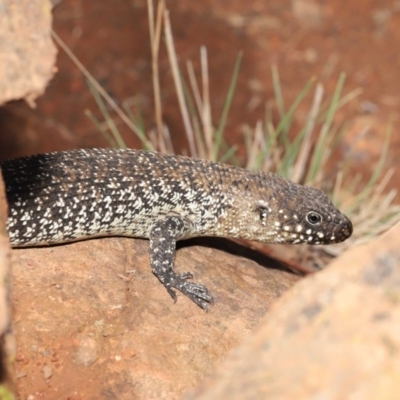 Egernia cunninghami (Cunningham's Skink) at P11 - 16 Feb 2020 by TimL