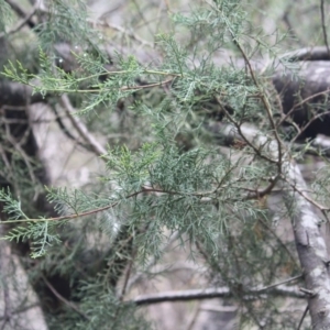 Callitris sp. at Mongarlowe, NSW - 16 Feb 2020