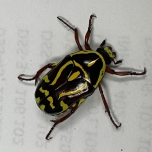 Eupoecila australasiae at Paddys River, ACT - 17 Feb 2020