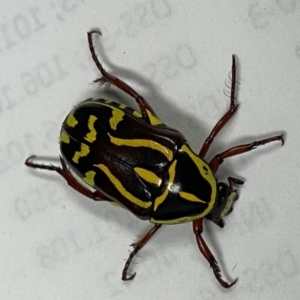 Eupoecila australasiae at Paddys River, ACT - 17 Feb 2020