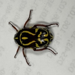 Eupoecila australasiae at Paddys River, ACT - 17 Feb 2020