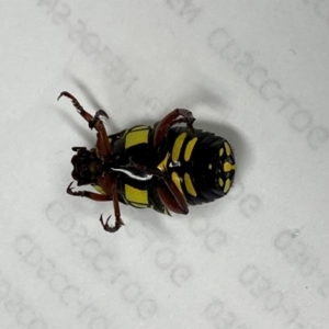 Eupoecila australasiae at Paddys River, ACT - 17 Feb 2020